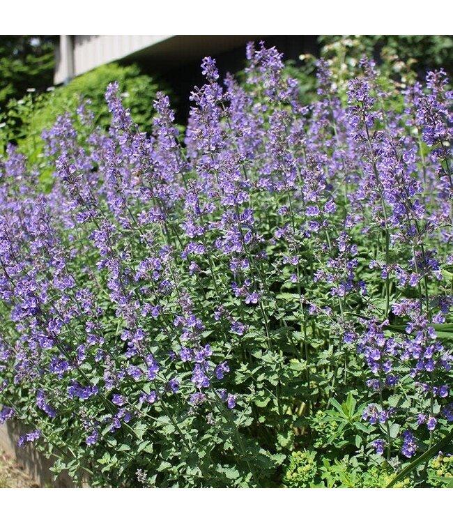 Nepeta X Faassenii Dropmore - View 20 from www redcrocus com