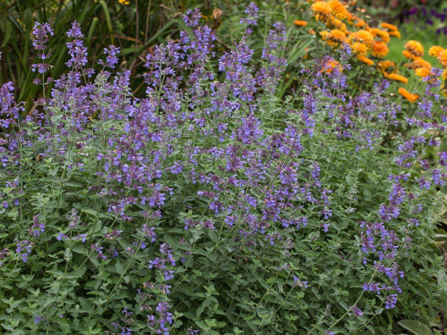 Nepeta X Faassenii Dropmore - View 2 from www redcrocus com