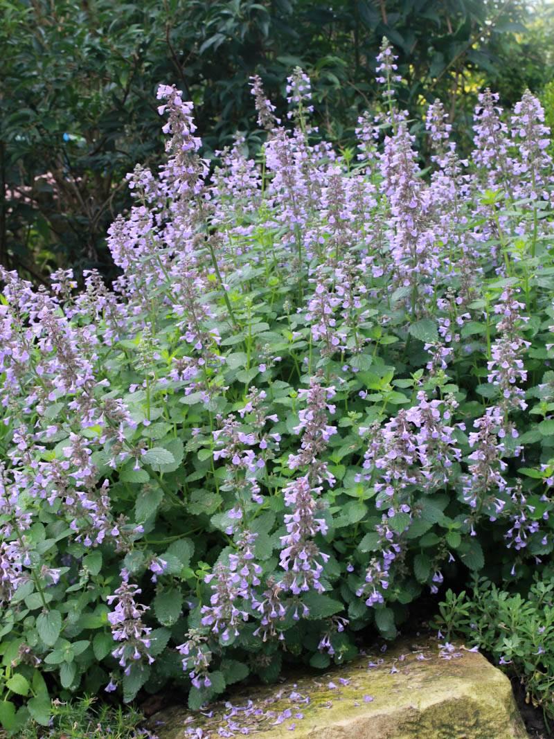Nepeta X Faassenii Dropmore - View 8 from www redcrocus com