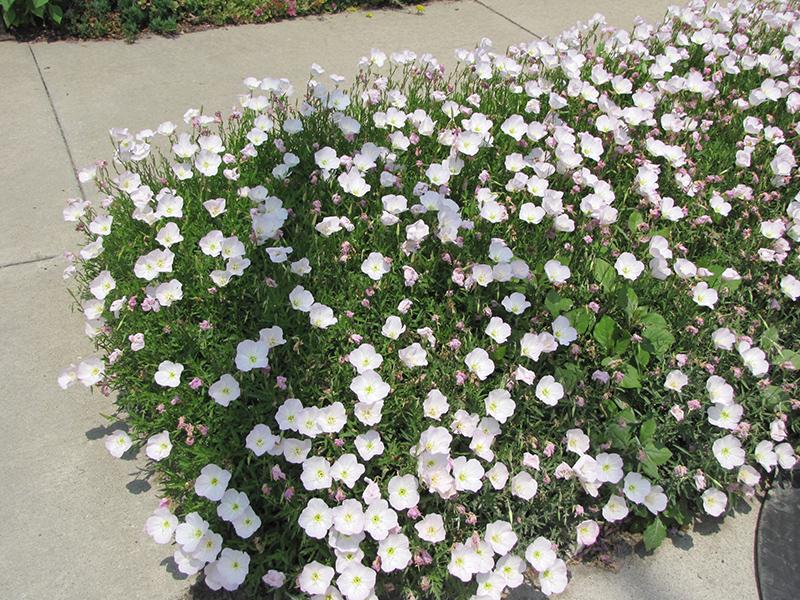 Oenothera Berlandieri Siskiyou - View 10 from www redcrocus com