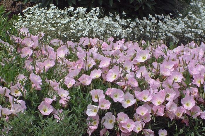 Oenothera Berlandieri Siskiyou - View 11 from www redcrocus com