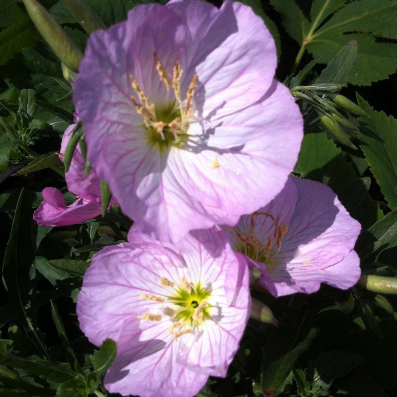 Oenothera Berlandieri Siskiyou - View 12 from www redcrocus com