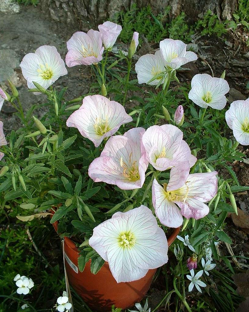 Oenothera Berlandieri Siskiyou - View 13 from www redcrocus com