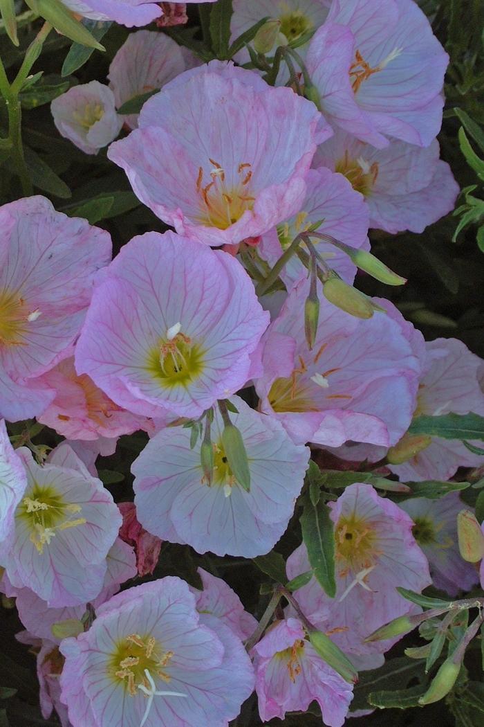 Oenothera Berlandieri Siskiyou - View 14 from www redcrocus com