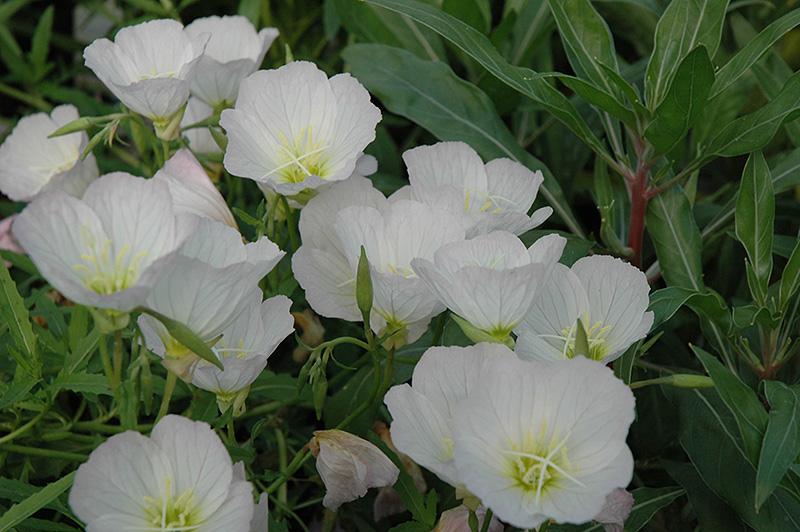 Oenothera Berlandieri Siskiyou - View 15 from www redcrocus com