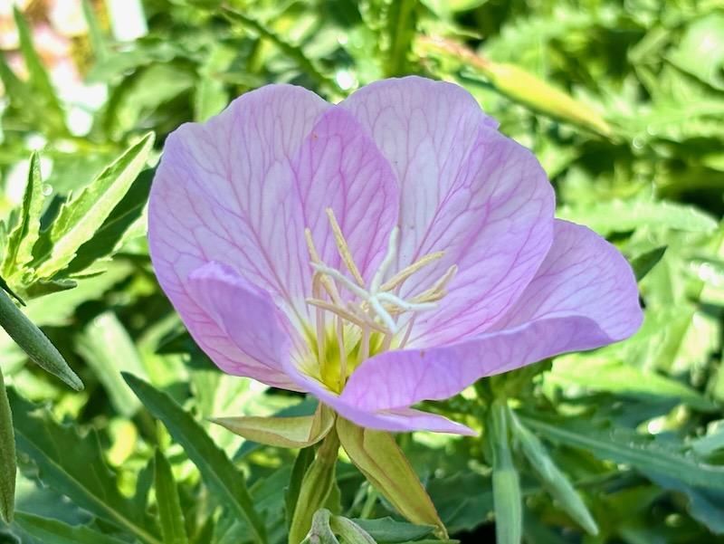 Oenothera Berlandieri Siskiyou - View 16 from www redcrocus com