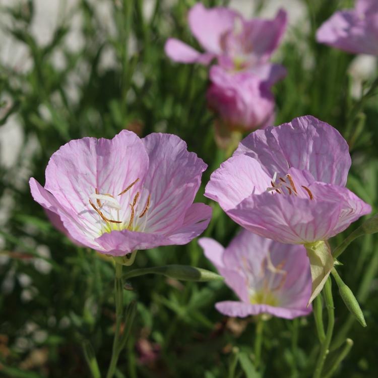Oenothera Berlandieri Siskiyou - View 17 from www redcrocus com