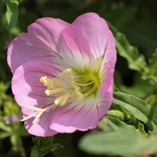 Oenothera Berlandieri Siskiyou - View 1 from www redcrocus com