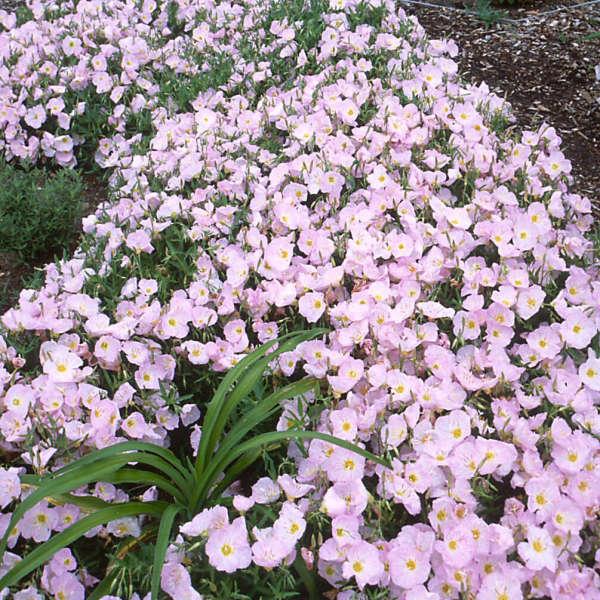 Oenothera Berlandieri Siskiyou - View 2 from www redcrocus com