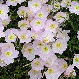 Oenothera Berlandieri Siskiyou - View 3 from www redcrocus com