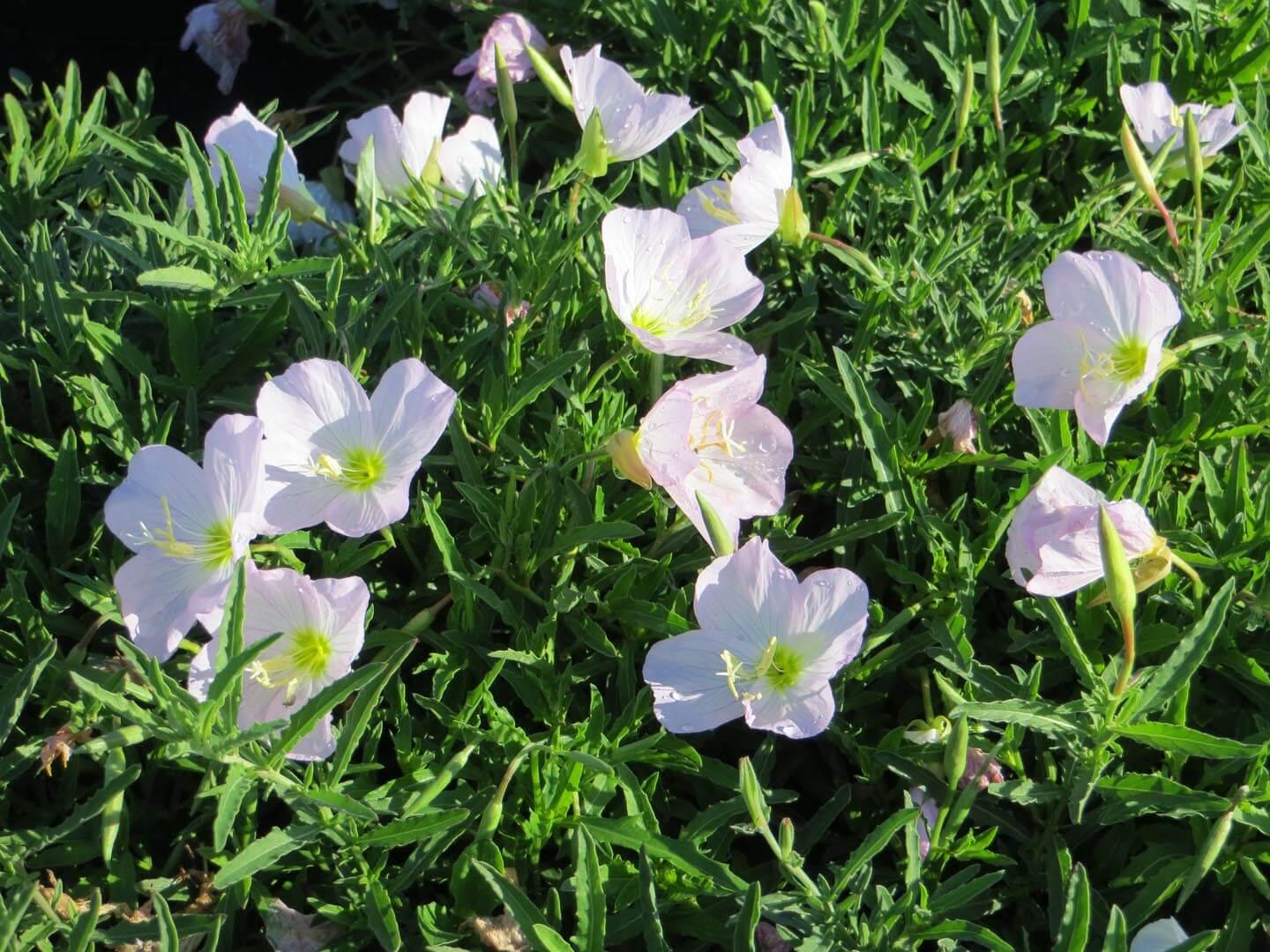 Oenothera Berlandieri Siskiyou - View 4 from www redcrocus com