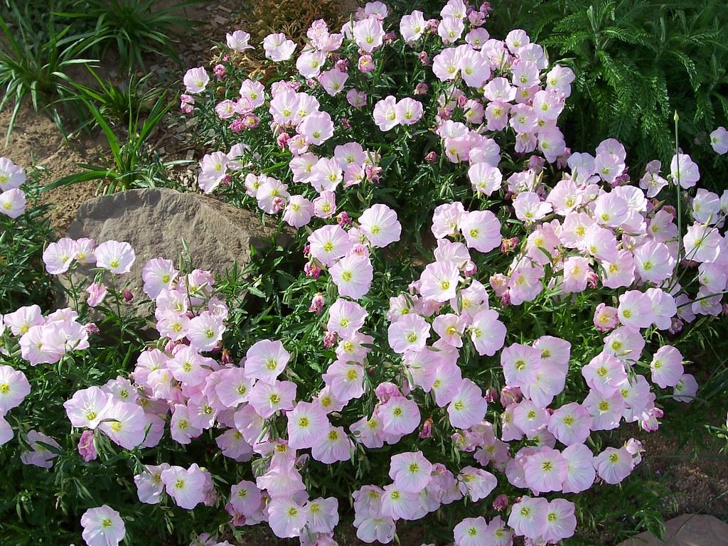 Oenothera Berlandieri Siskiyou - View 5 from www redcrocus com