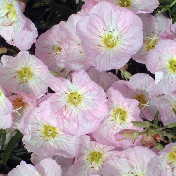 Oenothera Berlandieri Siskiyou - View 6 from www redcrocus com
