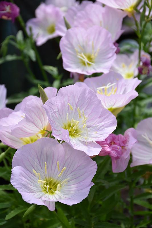 Oenothera Berlandieri Siskiyou - View 8 from www redcrocus com