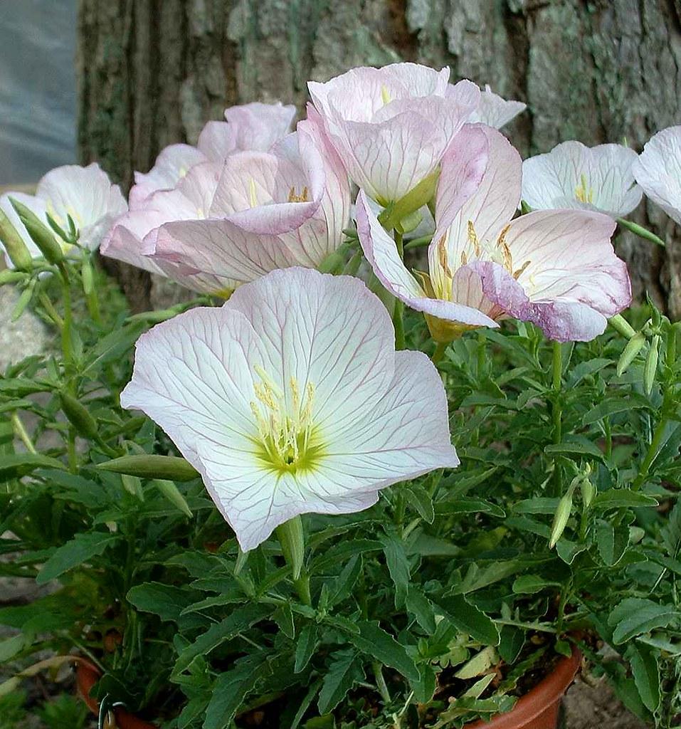 Oenothera Berlandieri Siskiyou - View 9 from www redcrocus com