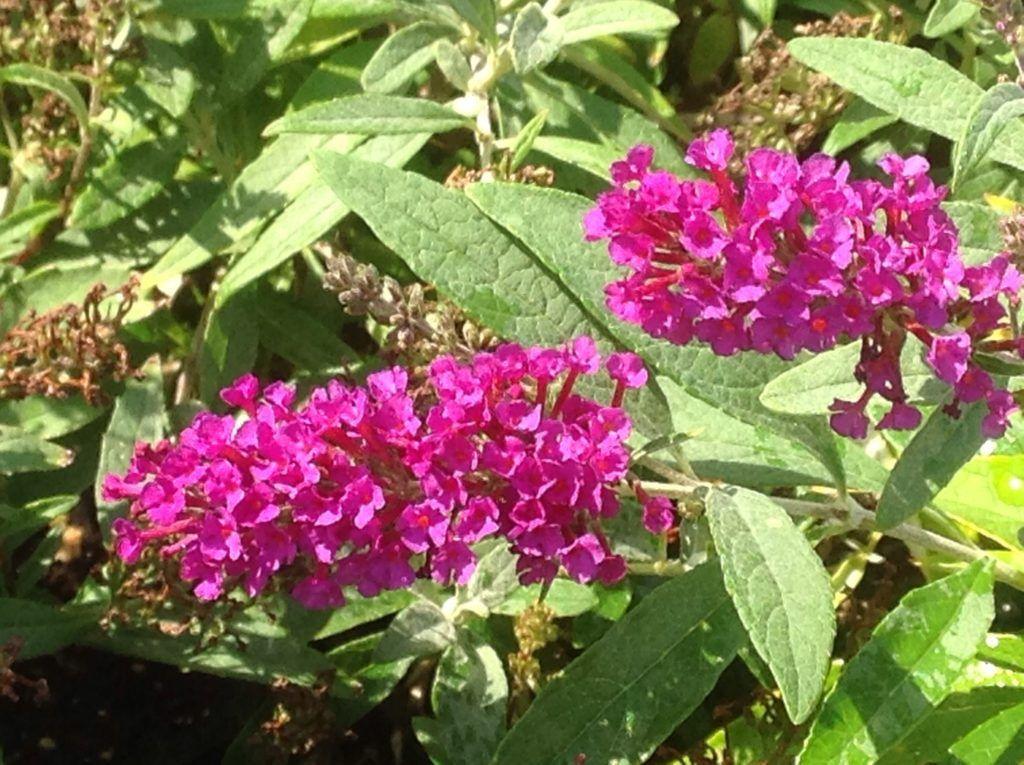 Buddleia Davidii Buzz Magenta - View 10 from www redcrocus com