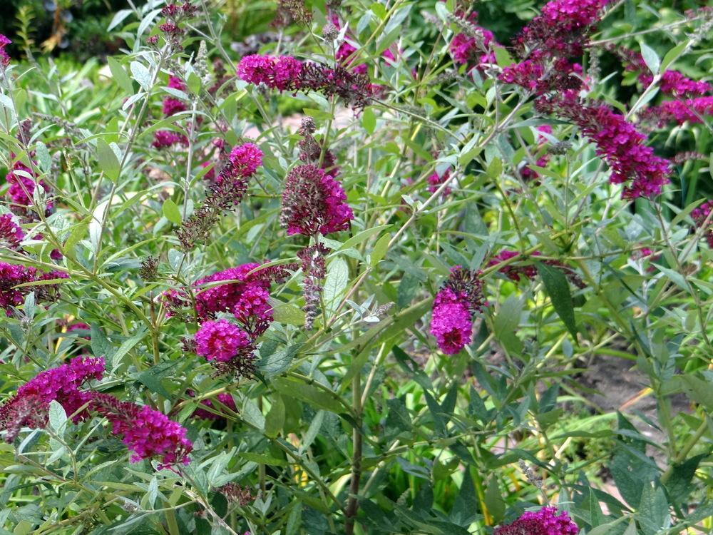 Buddleia Davidii Buzz Magenta - View 11 from www redcrocus com