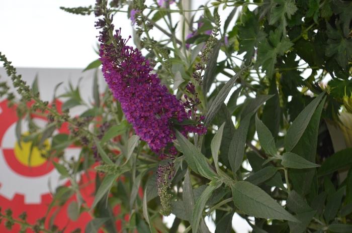 Buddleia Davidii Buzz Magenta - View 12 from www redcrocus com
