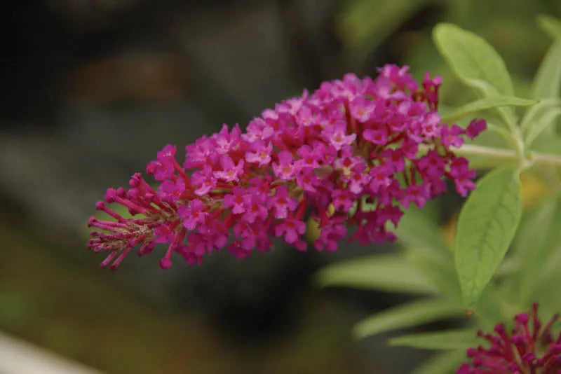 Buddleia Davidii Buzz Magenta - View 13 from www redcrocus com