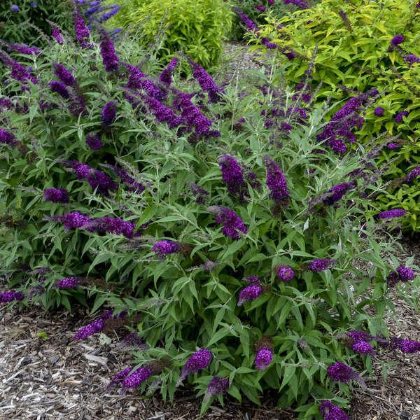 Buddleia Davidii Buzz Magenta - View 14 from www redcrocus com