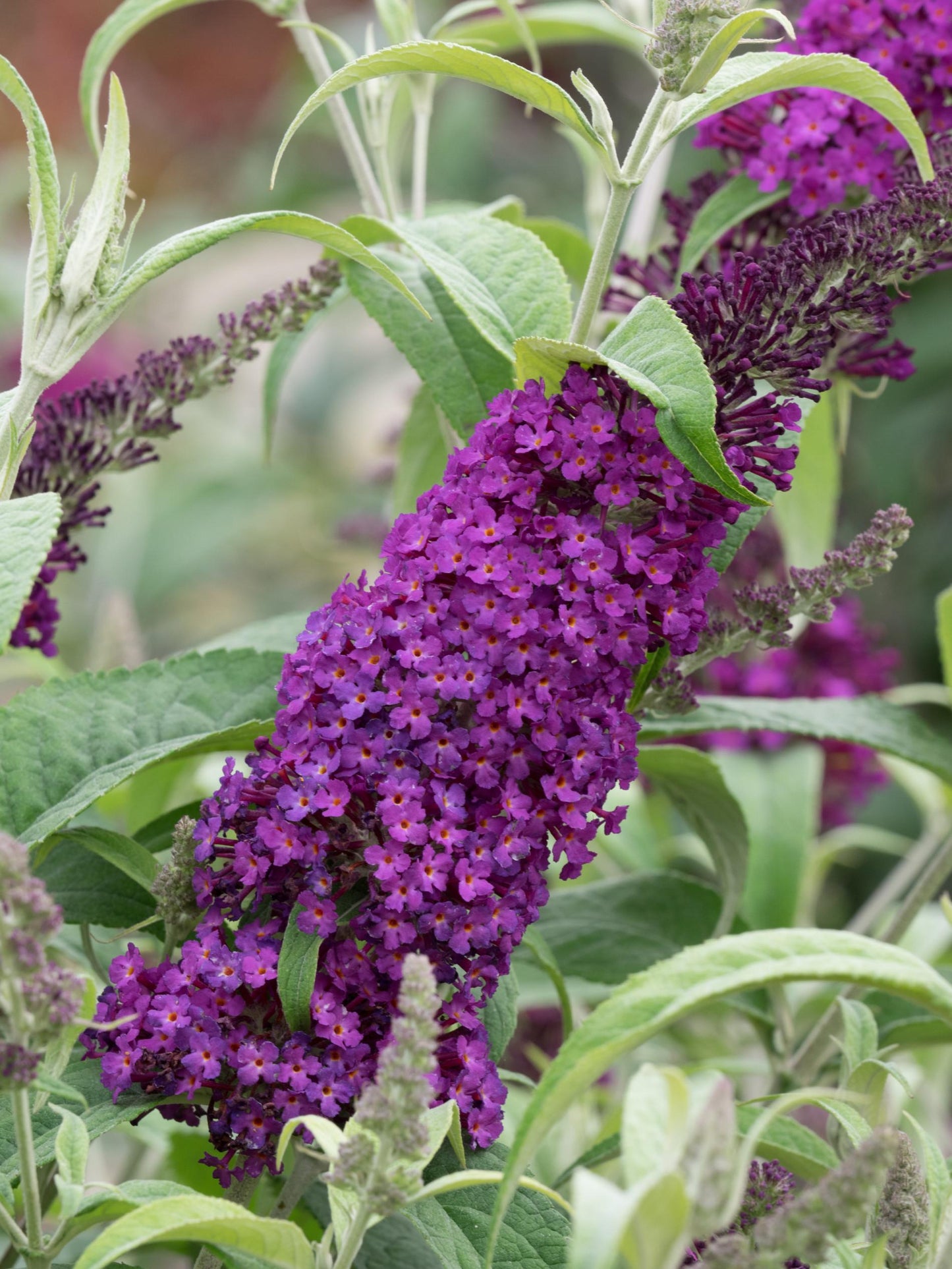 Buddleia Davidii Buzz Magenta - View 15 from www redcrocus com