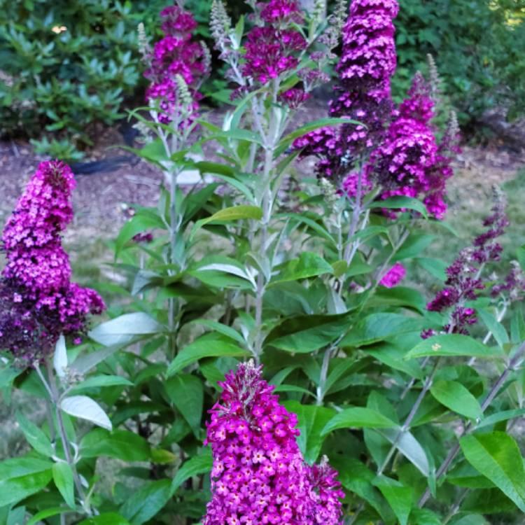 Buddleia Davidii Buzz Magenta - View 16 from www redcrocus com