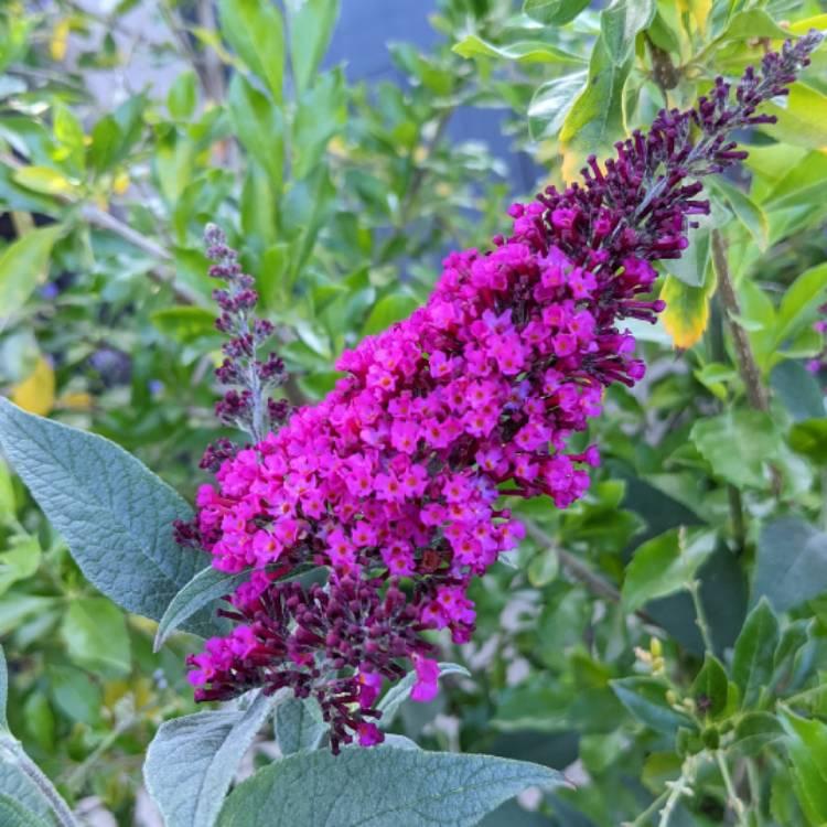 Buddleia Davidii Buzz Magenta - View 17 from www redcrocus com