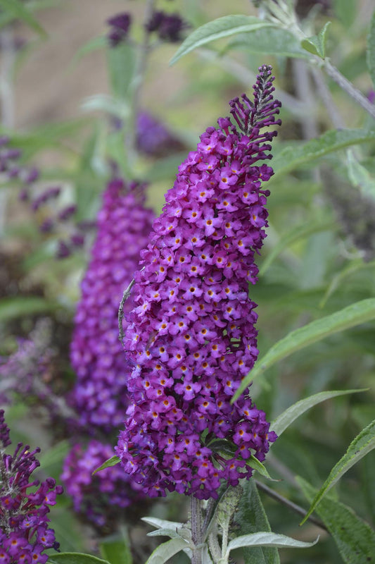 Buddleia Davidii Buzz Magenta - View 1 from www redcrocus com