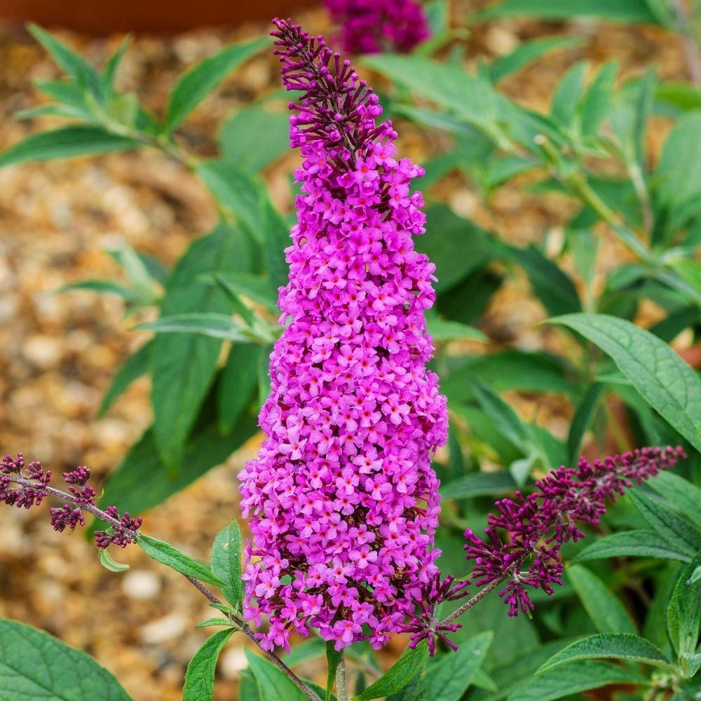 Buddleia Davidii Buzz Magenta - View 2 from www redcrocus com