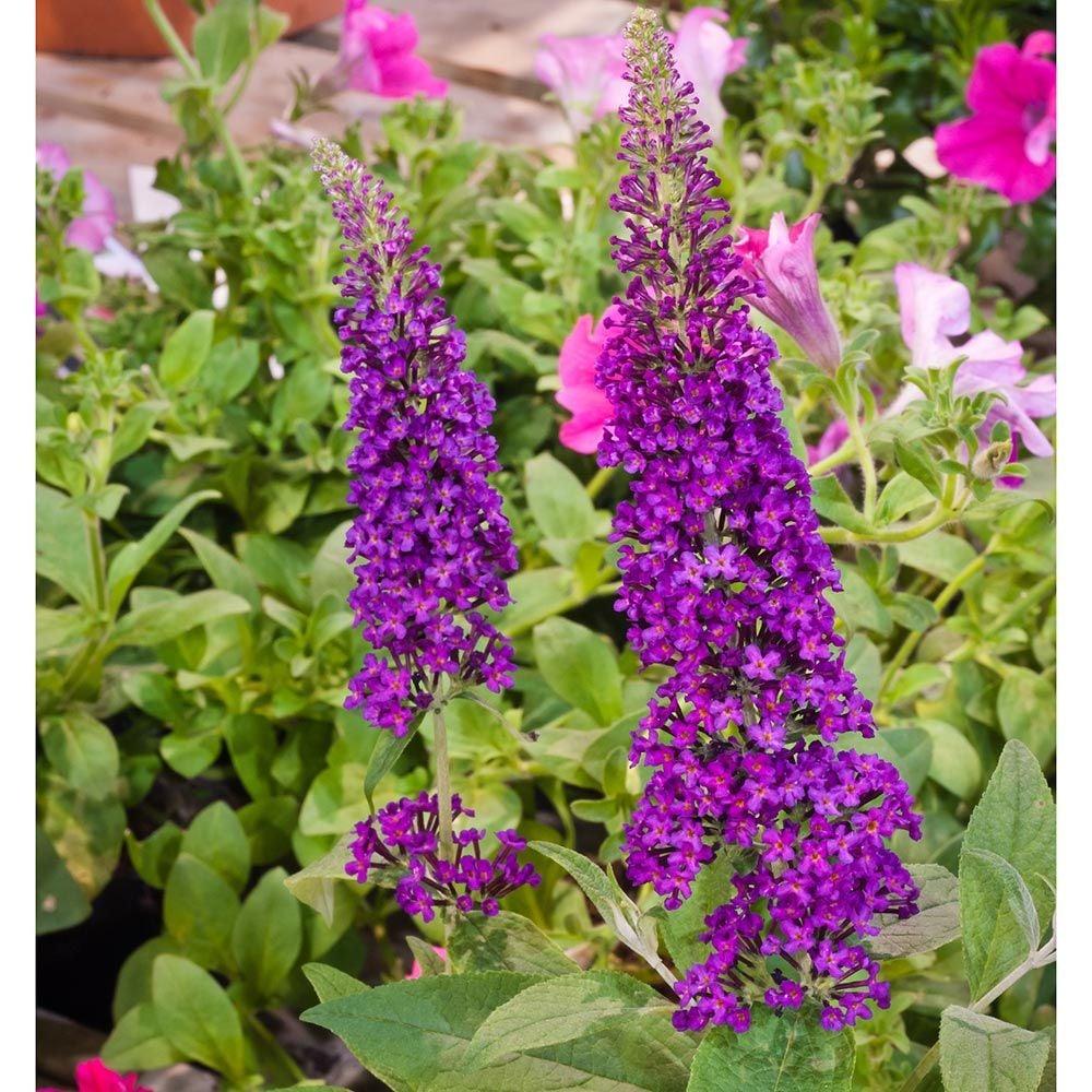 Buddleia Davidii Buzz Magenta - View 3 from www redcrocus com