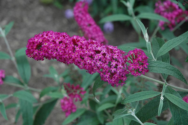 Buddleia Davidii Buzz Magenta - View 4 from www redcrocus com