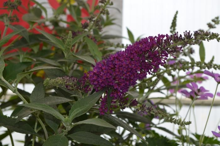 Buddleia Davidii Buzz Magenta - View 5 from www redcrocus com