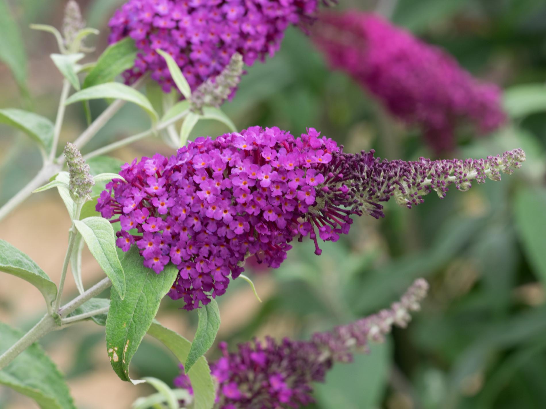 Buddleia Davidii Buzz Magenta - View 6 from www redcrocus com
