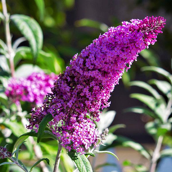 Buddleia Davidii Buzz Magenta - View 7 from www redcrocus com
