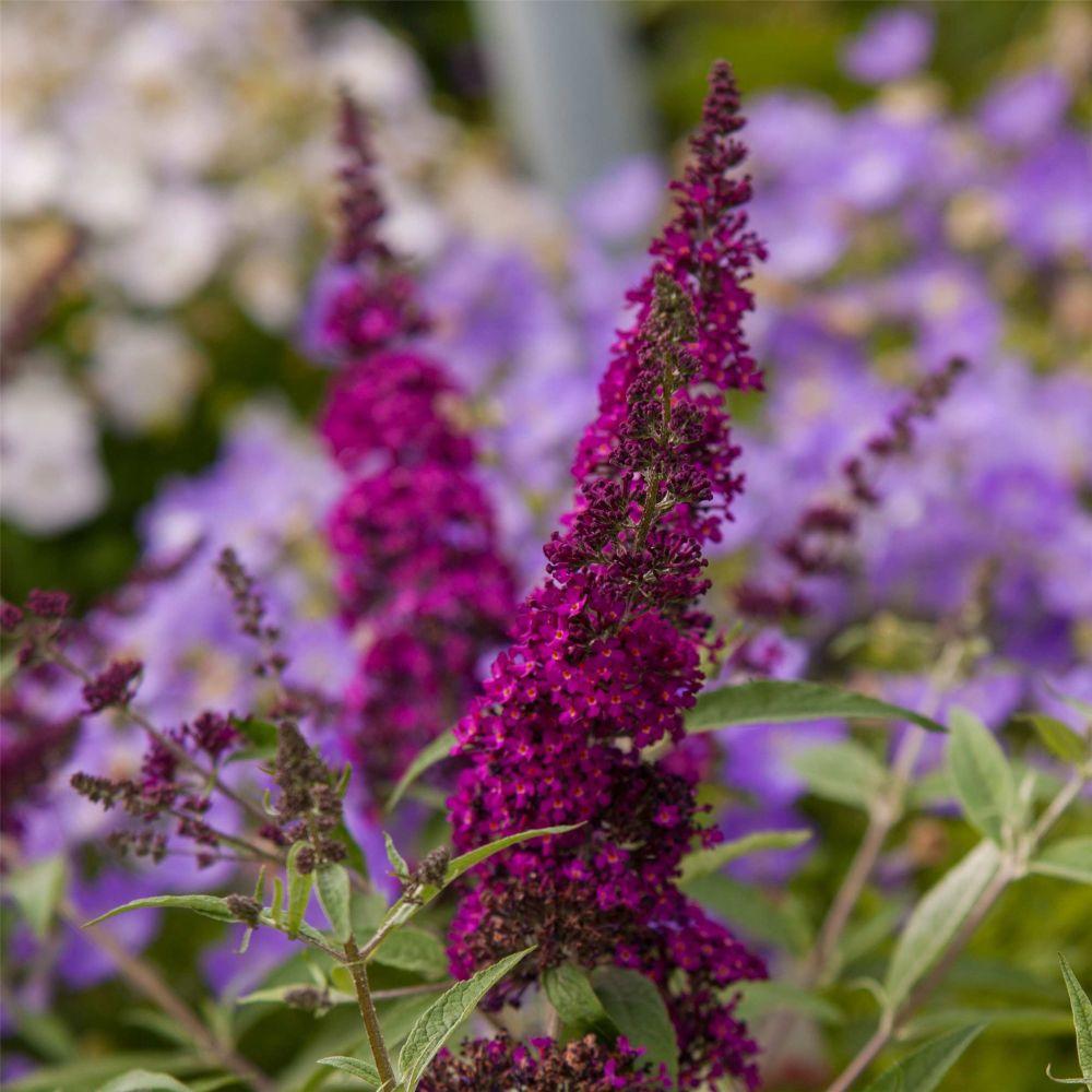 Buddleia Davidii Buzz Magenta - View 8 from www redcrocus com