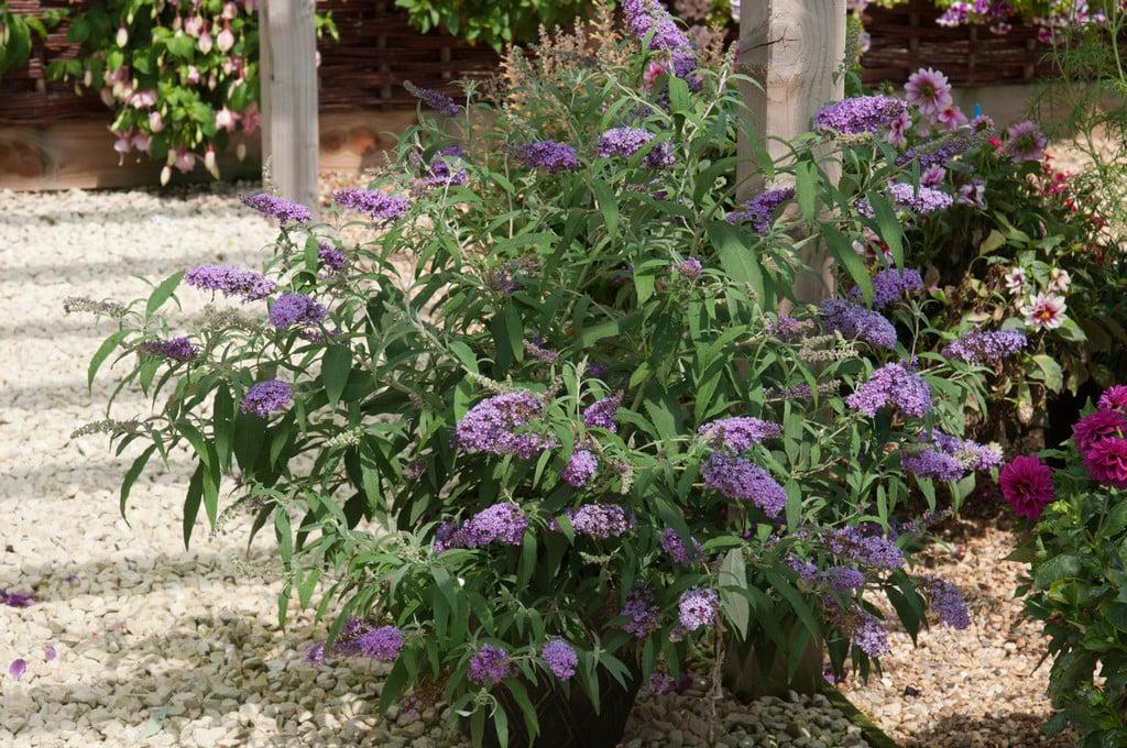 Buddleia Davidii Buzz Magenta - View 9 from www redcrocus com