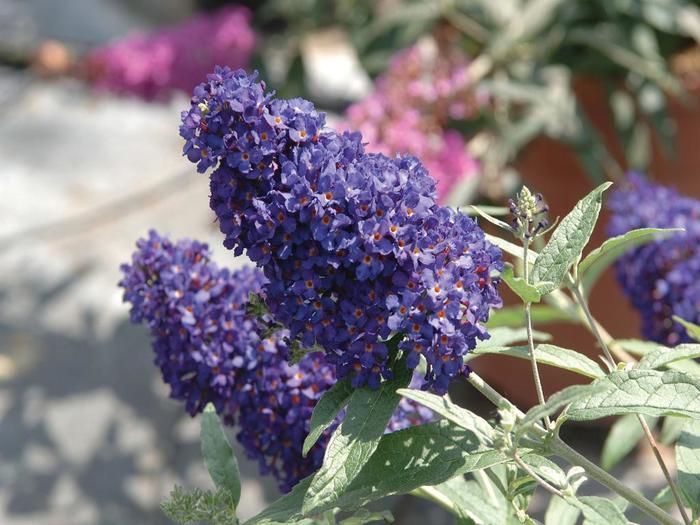Buddleia Davidii Buzz Midnight - View 10 from www redcrocus com