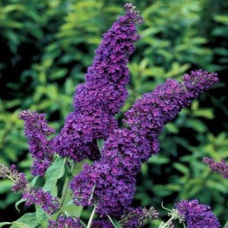Buddleia Davidii Buzz Midnight - View 11 from www redcrocus com