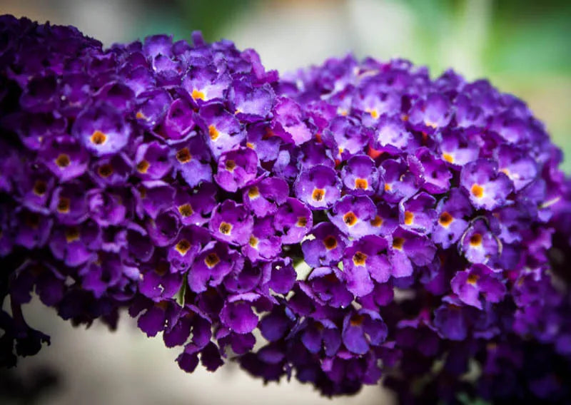 Buddleia Davidii Buzz Midnight - View 12 from www redcrocus com