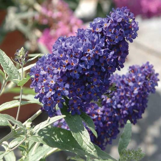 Buddleia Davidii Buzz Midnight - View 13 from www redcrocus com