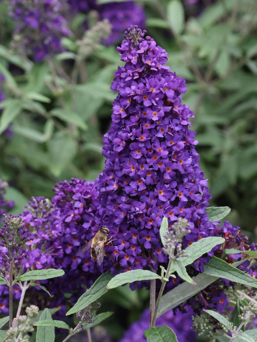 Buddleia Davidii Buzz Midnight - View 15 from www redcrocus com