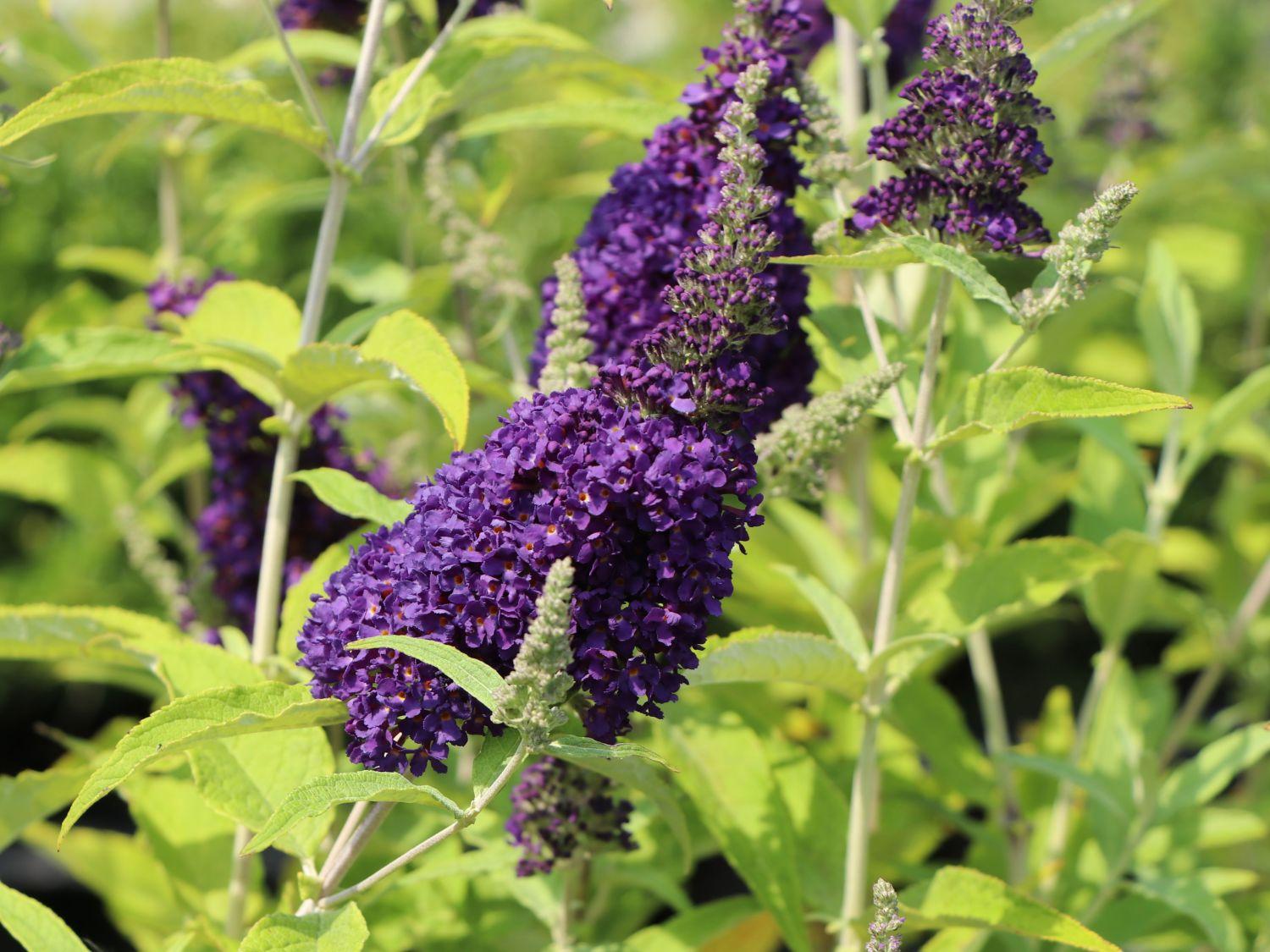 Buddleia Davidii Buzz Midnight - View 16 from www redcrocus com