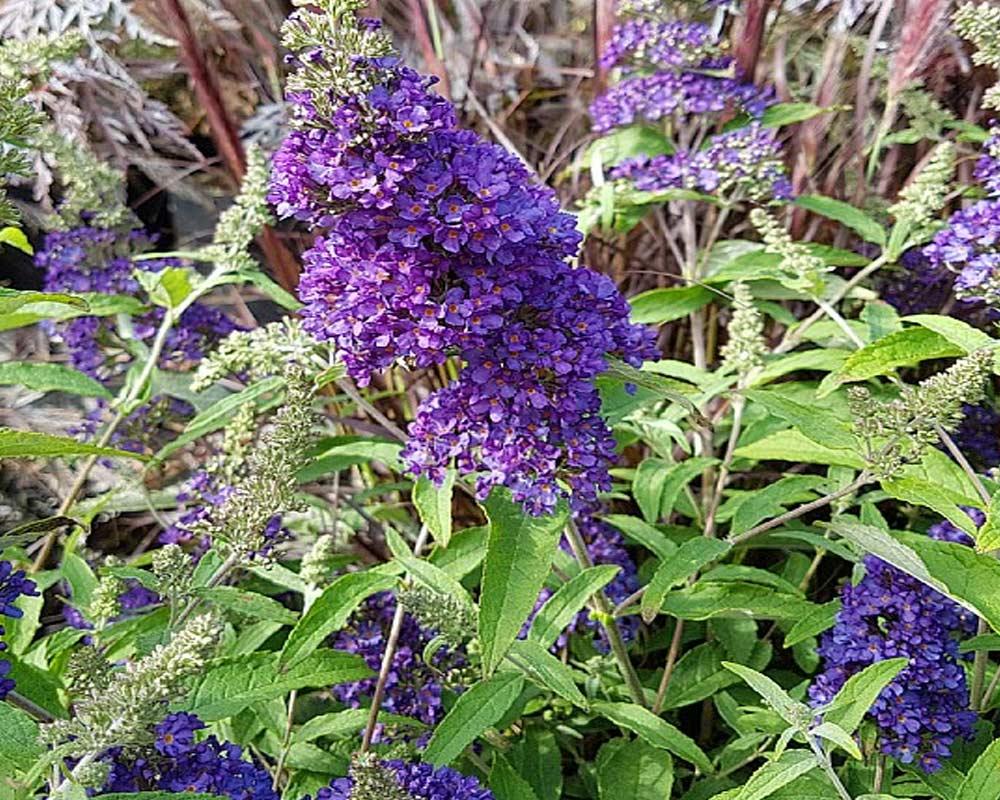 Buddleia Davidii Buzz Midnight - View 17 from www redcrocus com