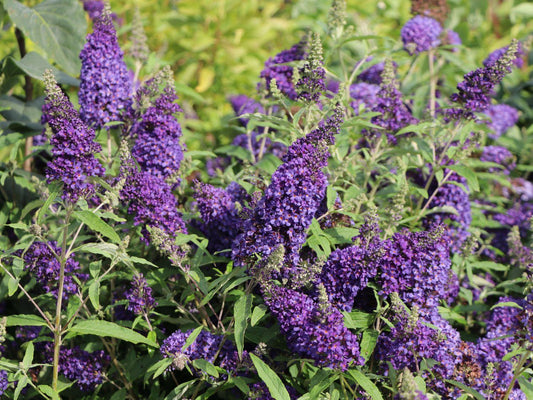 Buddleia Davidii Buzz Midnight - View 1 from www redcrocus com