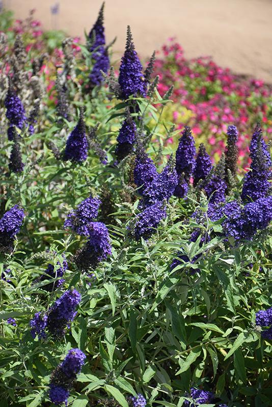 Buddleia Davidii Buzz Midnight - View 2 from www redcrocus com