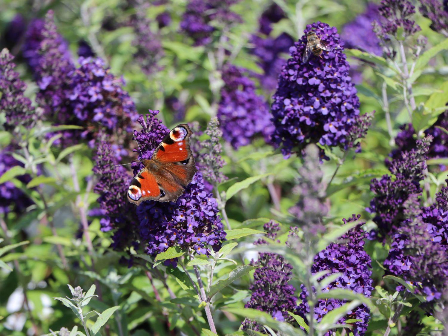 Buddleia Davidii Buzz Midnight - View 3 from www redcrocus com