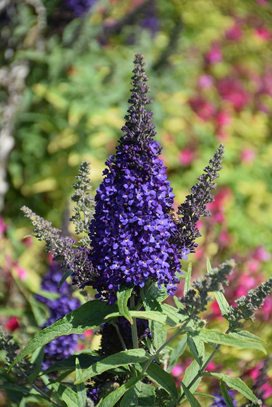 Buddleia Davidii Buzz Midnight - View 4 from www redcrocus com