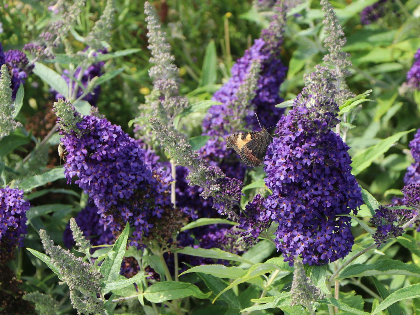 Buddleia Davidii Buzz Midnight - View 6 from www redcrocus com