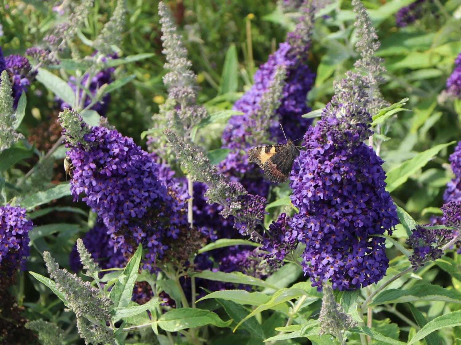 Buddleia Davidii Buzz Midnight - View 6 from www redcrocus com