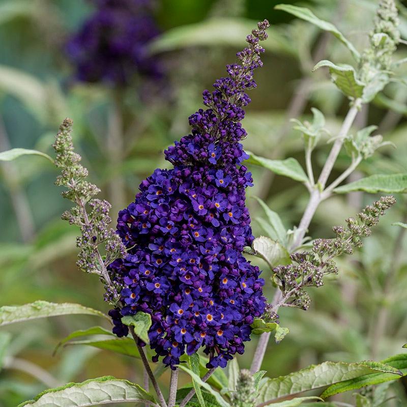 Buddleia Davidii Buzz Midnight - View 7 from www redcrocus com